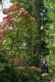 rhodobaum_03_05_22