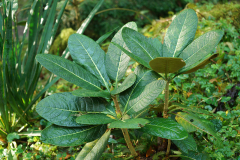 rhodofalco