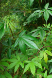 rubus_lin_23