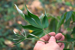 rubus_lin