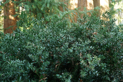 ruscus