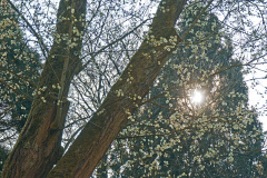 salweide_2