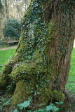 salweide_stamm