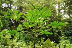sch_rhodo1_24