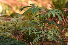 schefflera_r