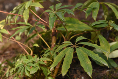 schefflera_t