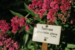 schild