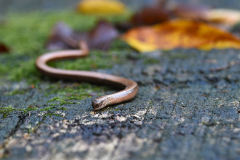 schleiche