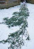 schneelusche