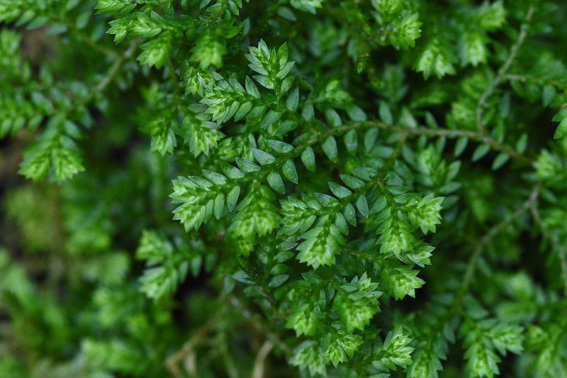 selaginella