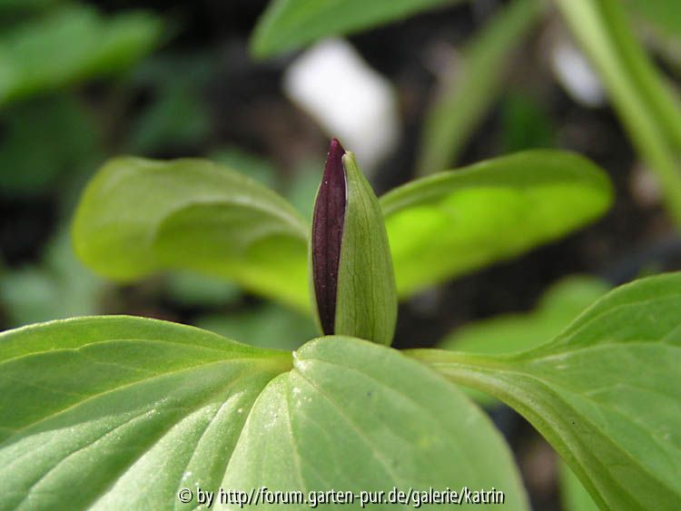 Trillium erectum