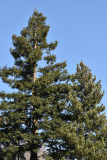 seq_pinus