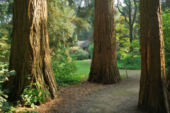sequoia_05_24