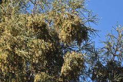 sequoiapollen