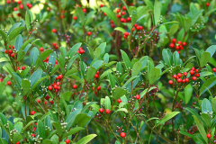 skimmia