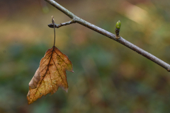 sorbus1