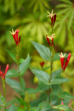 spigelia_0524