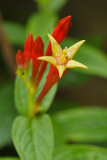 spigelia2023
