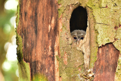 spion