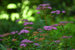 spiraea