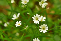 stellaria_2
