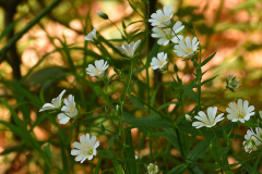 stellaria_holostea2