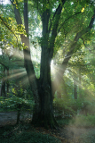 sunrays1