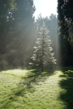sunrays2