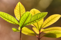 syzygium_long