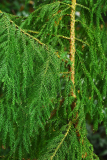 taiwania