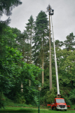 tanne_1_weg
