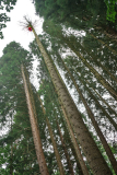 tanne_2_weg