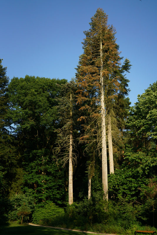 tannen_hin