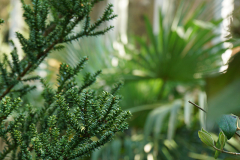 taxus_trachy