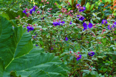 tibouchina1