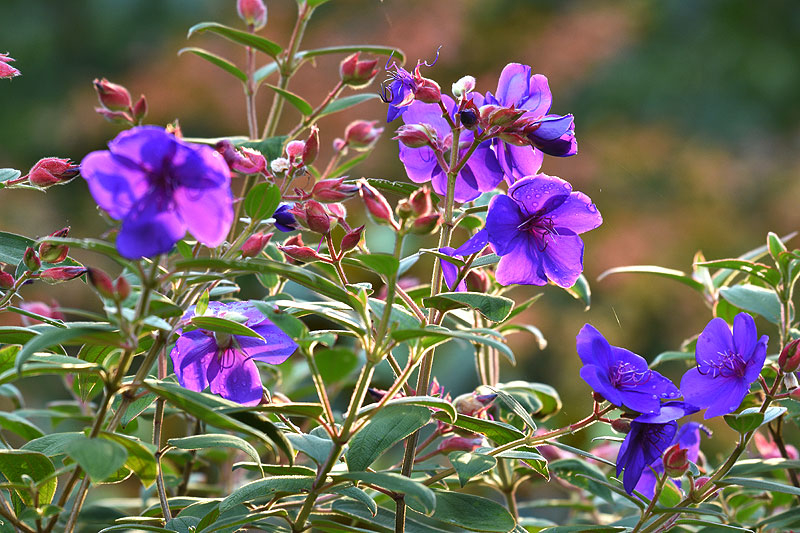 tibouchina2