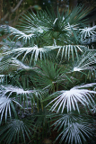 trachys_0124