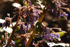 trachystemon