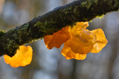 tremella