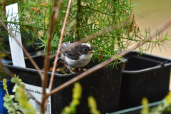 versteckt