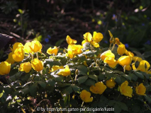 Hylomecon japonicum