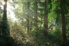 wald_2