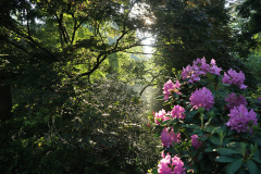 wald_4