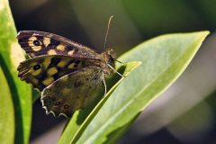 waldbr