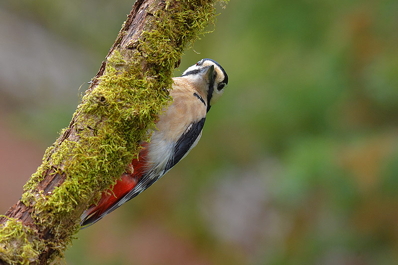waldspion