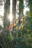 waldstimmung