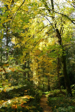 waldweg1123