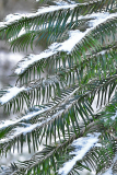 wollemia_detail