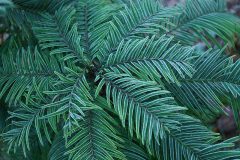 wollemia