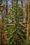 wollemia1